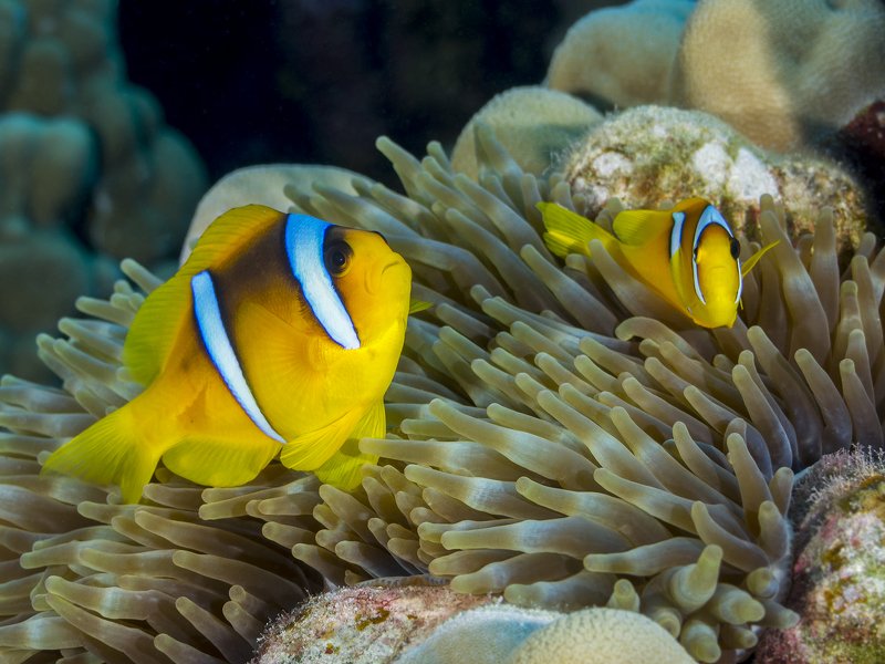 Red Sea Clownfishphoto preview