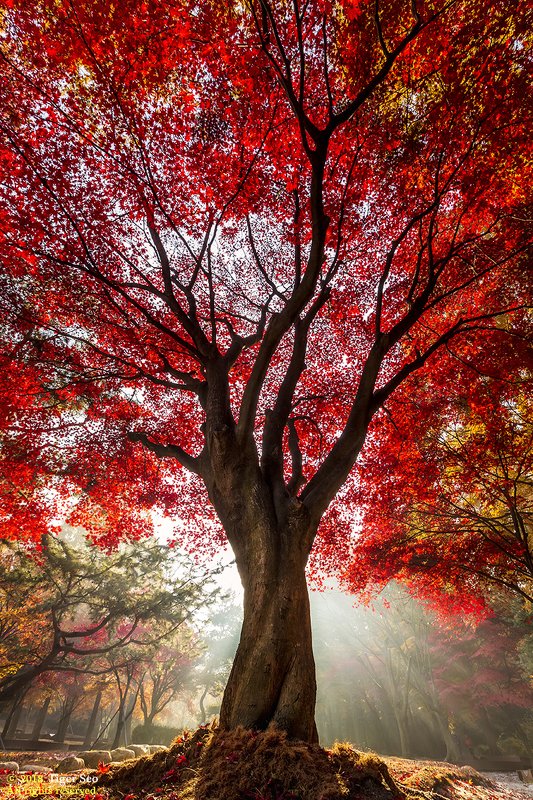 tree red autumn ray sun light leaf Red treephoto preview