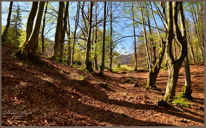карпаты, весна, боржава, первая зелень, лес, листва Весна. Первые листочкиphoto preview