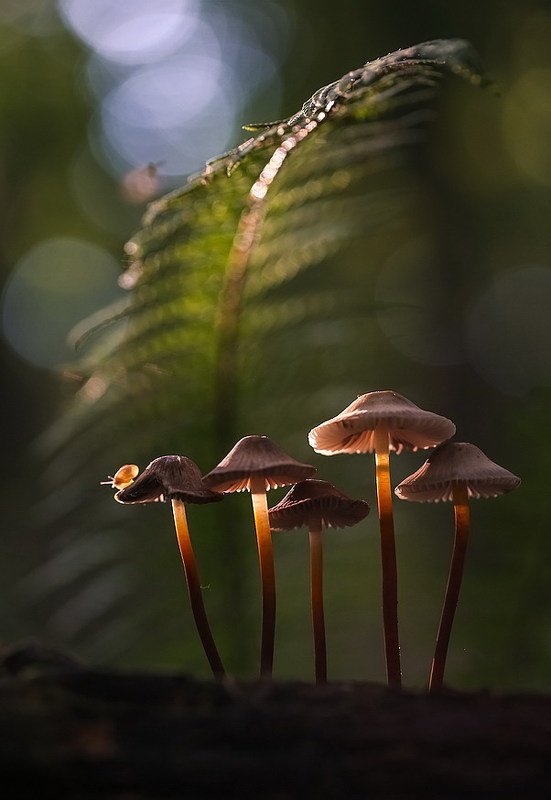 ...и я впереди на гнедом конеphoto preview