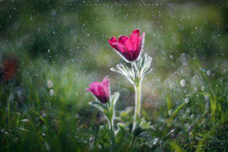pasque sasanki flowers bokeh rain water drops art dranikowski m42 grass green прострел Pasquephoto preview
