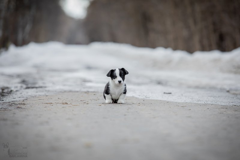 собака Одиночествоphoto preview