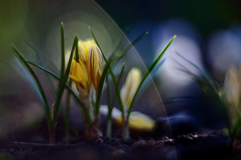 март, весна, крокусы, солнце, лучи, гелиос С янтарным солнцем пополам.photo preview