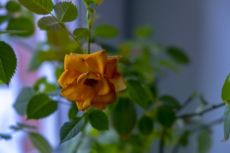 Домашняя роза на окне.photo preview