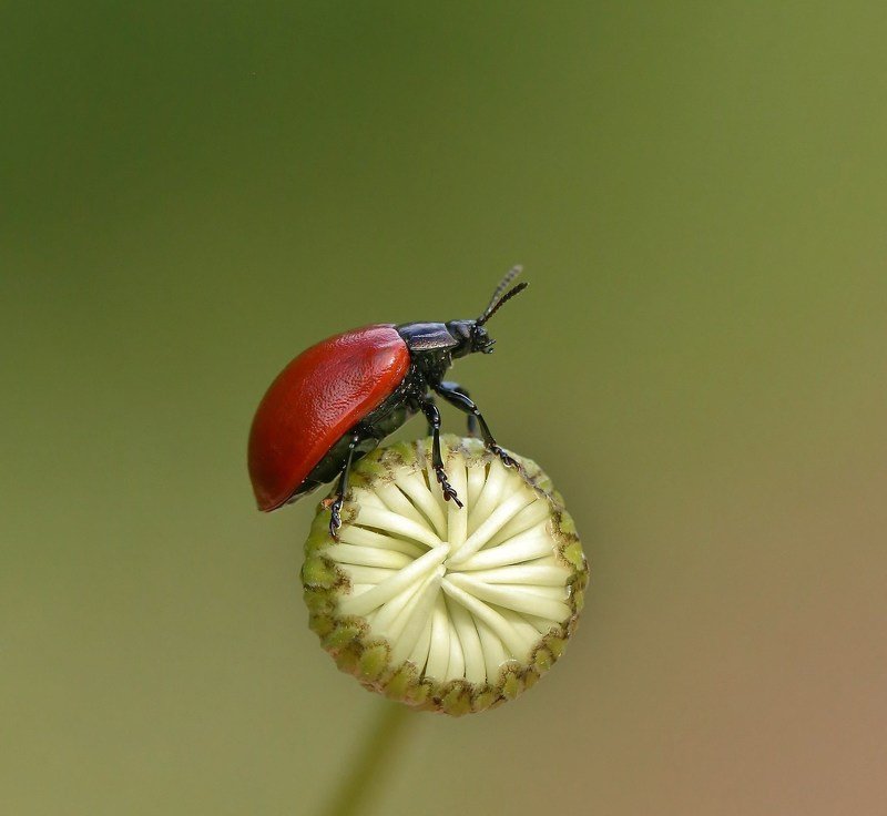 природа , насекомые , жук , бутон , лето началоphoto preview