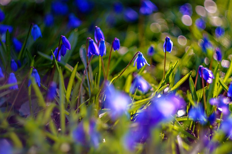 Первоцветыphoto preview