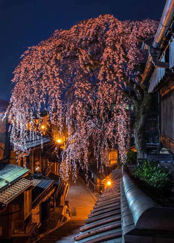 cherry blossom night sakura kyoto japan lights nightscape long exposure Cherry blossom night in Kyoto.photo preview