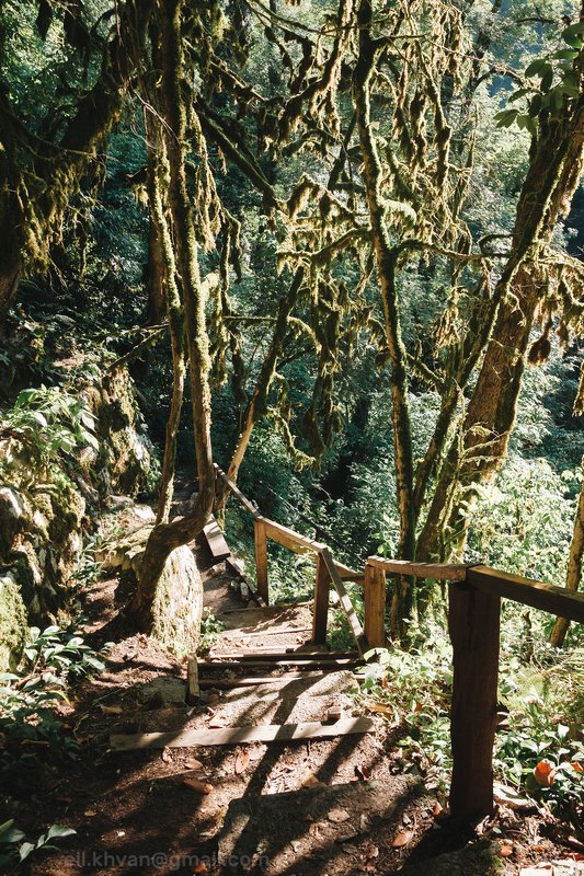 Сочинские джунглиphoto preview