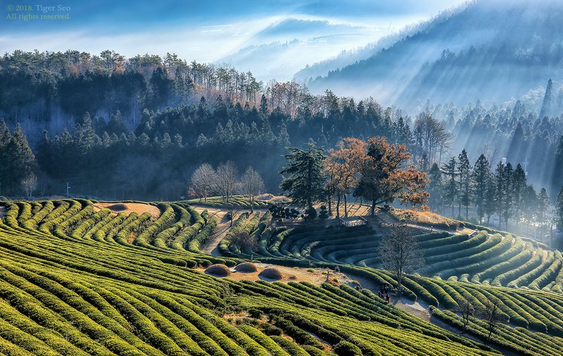 green tea farm farmland green-tea lay sunbeam light Green tea farmlandphoto preview