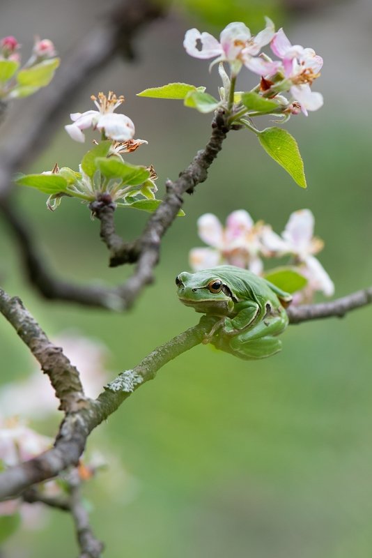 Весенняя квакшаphoto preview