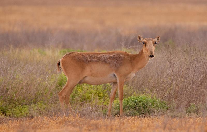 сайга́, маргач или сайга́к — парнокопытное млекопитающее из подсемейства настоящих антилоп. в 2002 году международным союзом охраны природы этот вид был отнесён к категории «cr», то есть «находящийся в критическом состоянии» САЙГАphoto preview