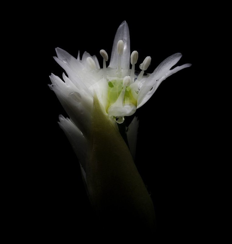 Черемшаphoto preview