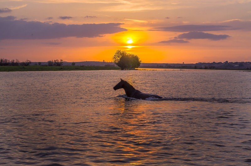 преследует табун ПОЛОВОДЬЕphoto preview