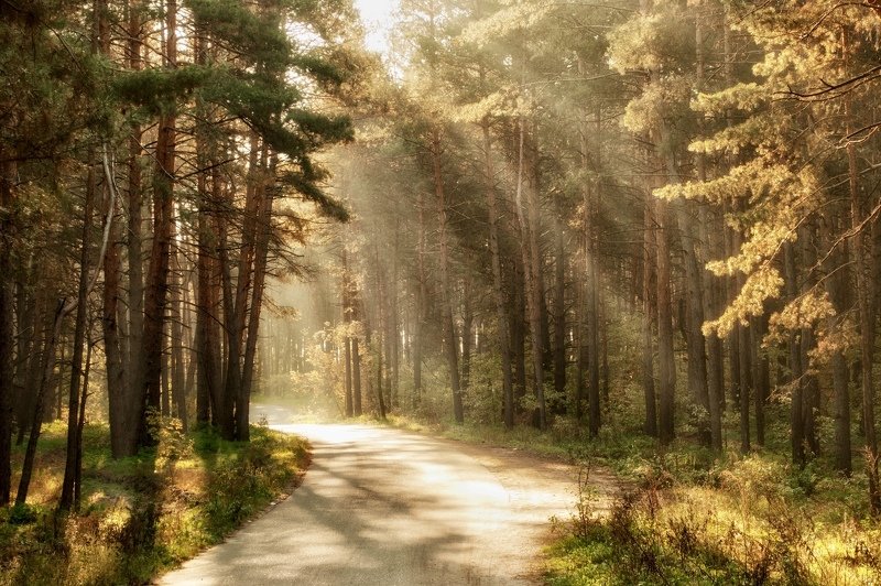 Ранняя дорогаphoto preview