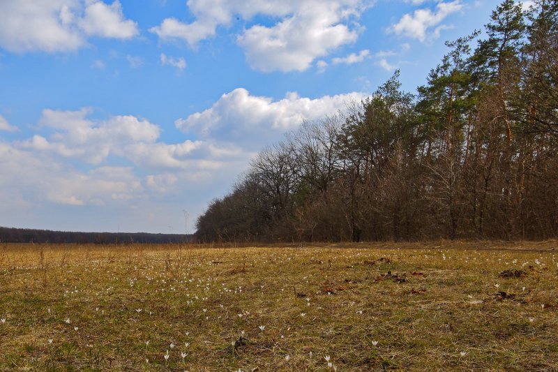 шафран,сетчатый,крокус,полосатый,crocus,reticulatus,самарский лес Первенцы весныphoto preview