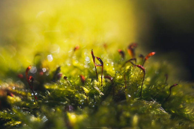 макро, весна, гелиос,  ***photo preview