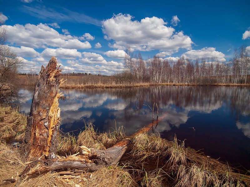 И даже пень в весенний день берёзкой снова стать мечтает...photo preview