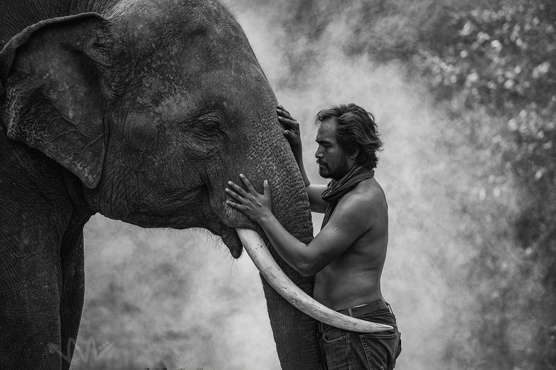 elephant,Thai,Thailand,BW,Animal,Portrait,man,mahout, Young Mahout and Elephantphoto preview