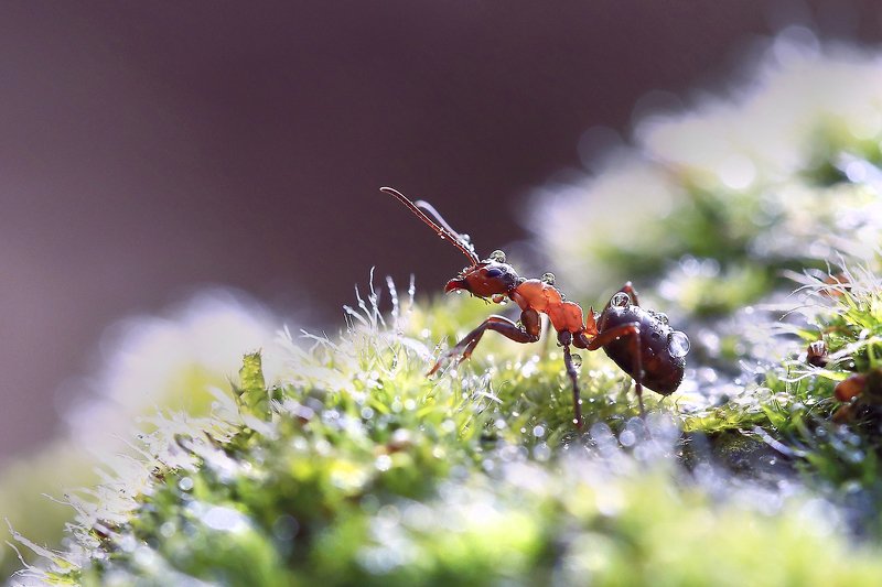 Муравей,мох,капли. ...photo preview