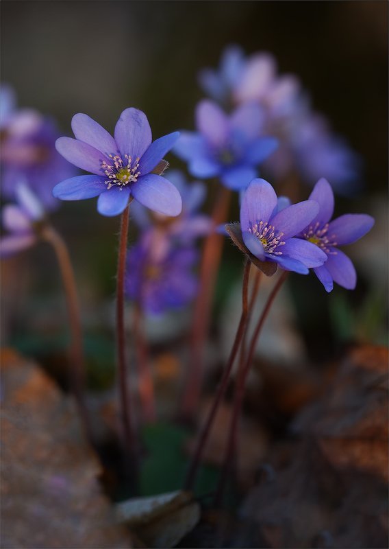 Печёночница обыкновеннаяphoto preview