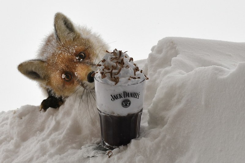 nature, fox, outdoor, outside, coffee, winter, altitude, Welcome to coffeephoto preview