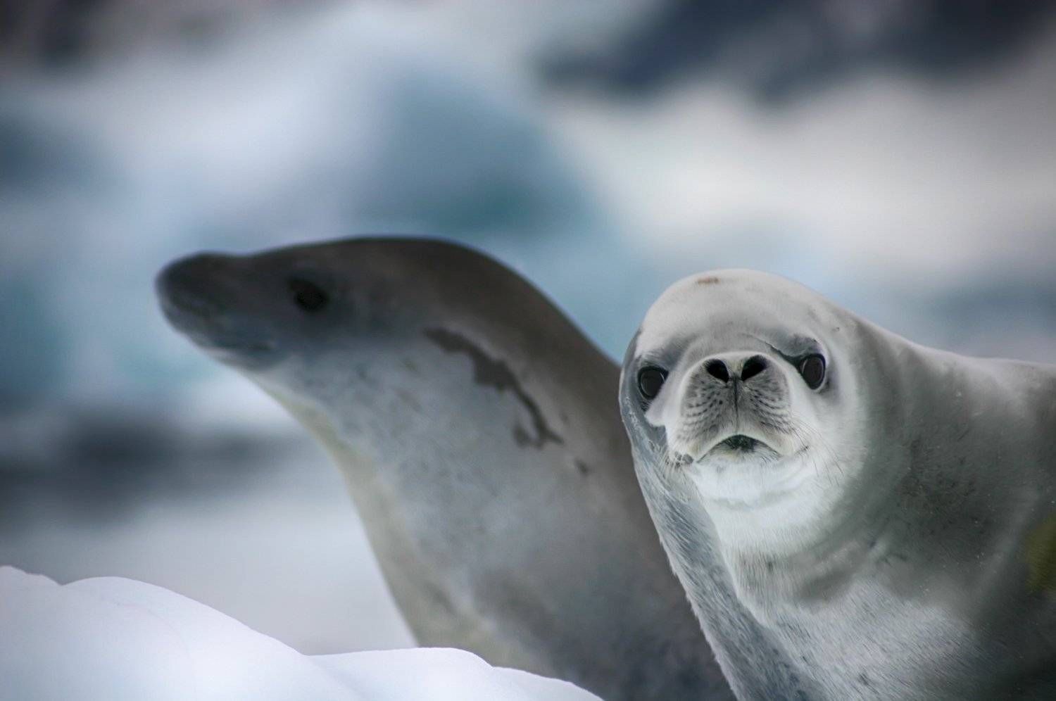 , Николай Шелепов