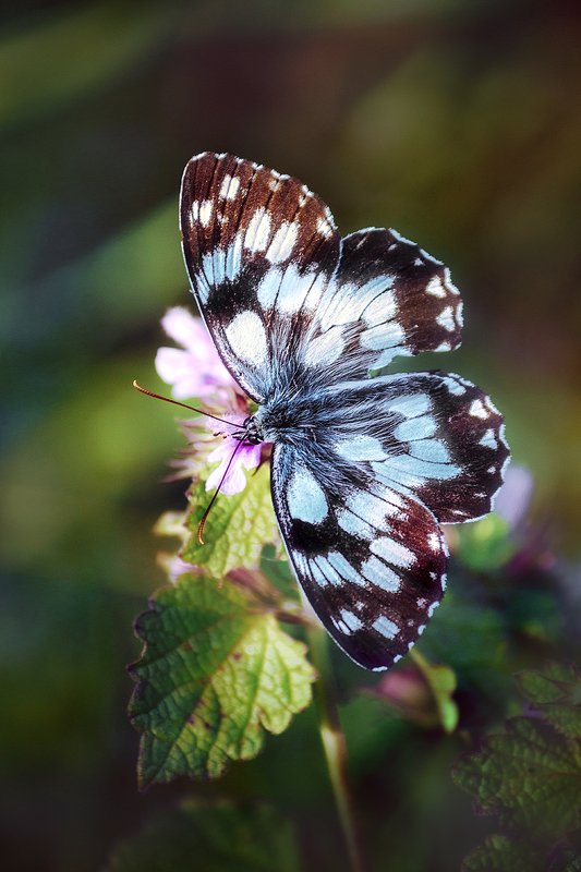 moment, момент, beautiful, красивый,  nature, природа,  macro, макро, canon 55-250, meadow, луг, glade, поляна,  butterfly, бабочка,  summer, летний, evening, вечер, Откуда-то из летних вечеров…photo preview
