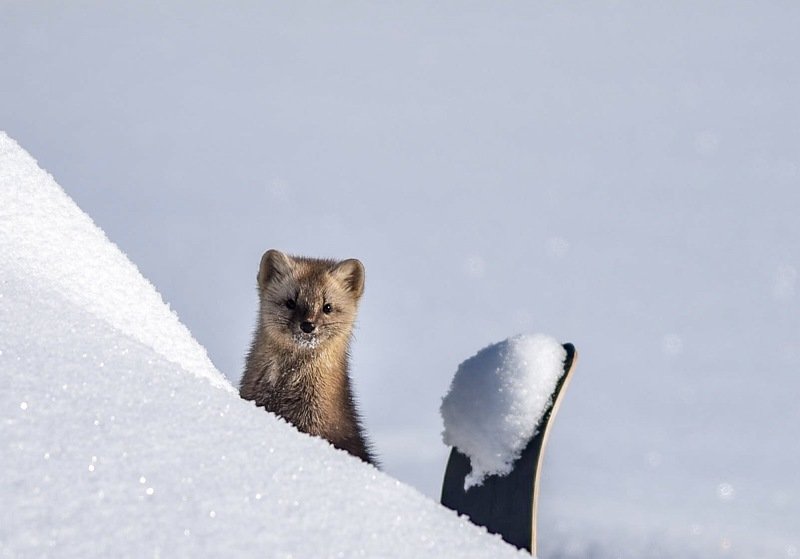 соболь Пушистый соседphoto preview