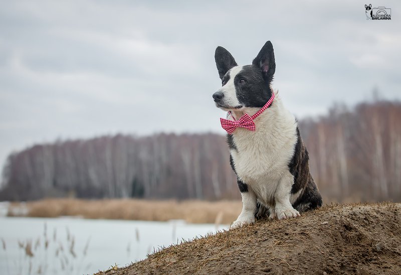 собака, корги, природа, лес Франтphoto preview