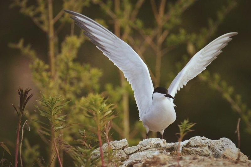 крачка Речная крачкаphoto preview