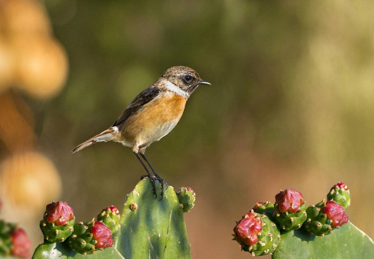 кактус, чекан, птичка, февраль, утро, Людмила Бекман