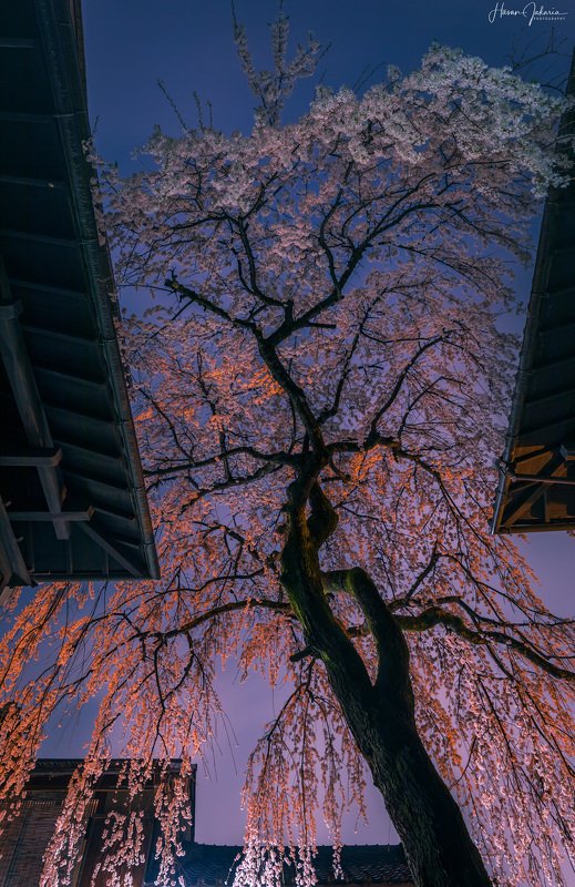 cherry blossom night sakura kyoto japan lights nightscape long exposure Cherry Blossoms at Rainy Night.photo preview