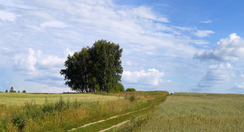 Костромская область , лето 2013photo preview