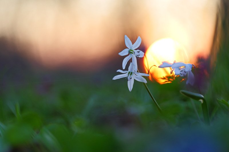лес,пролеска,самарский,scilla,siberica,сибирская,альба,alba Белые пролескиphoto preview