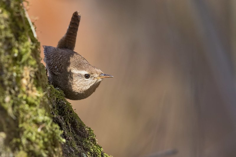 птицы, крапивник, фотоохота Крепкий орешекphoto preview