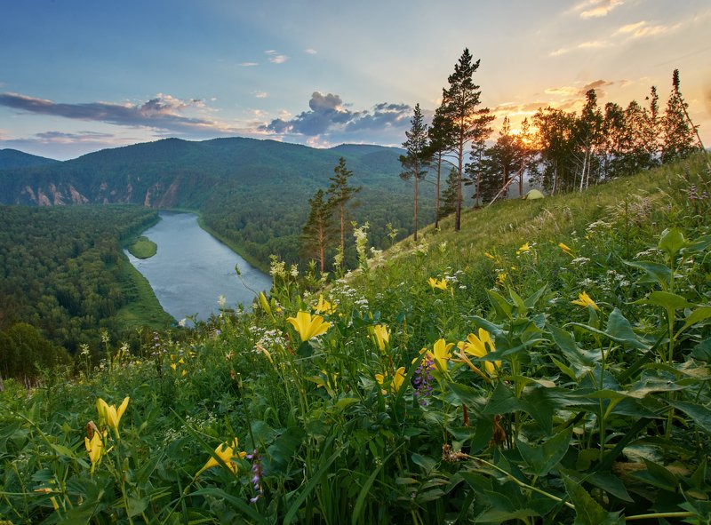 рассвет , река, цветы Летние цветыphoto preview