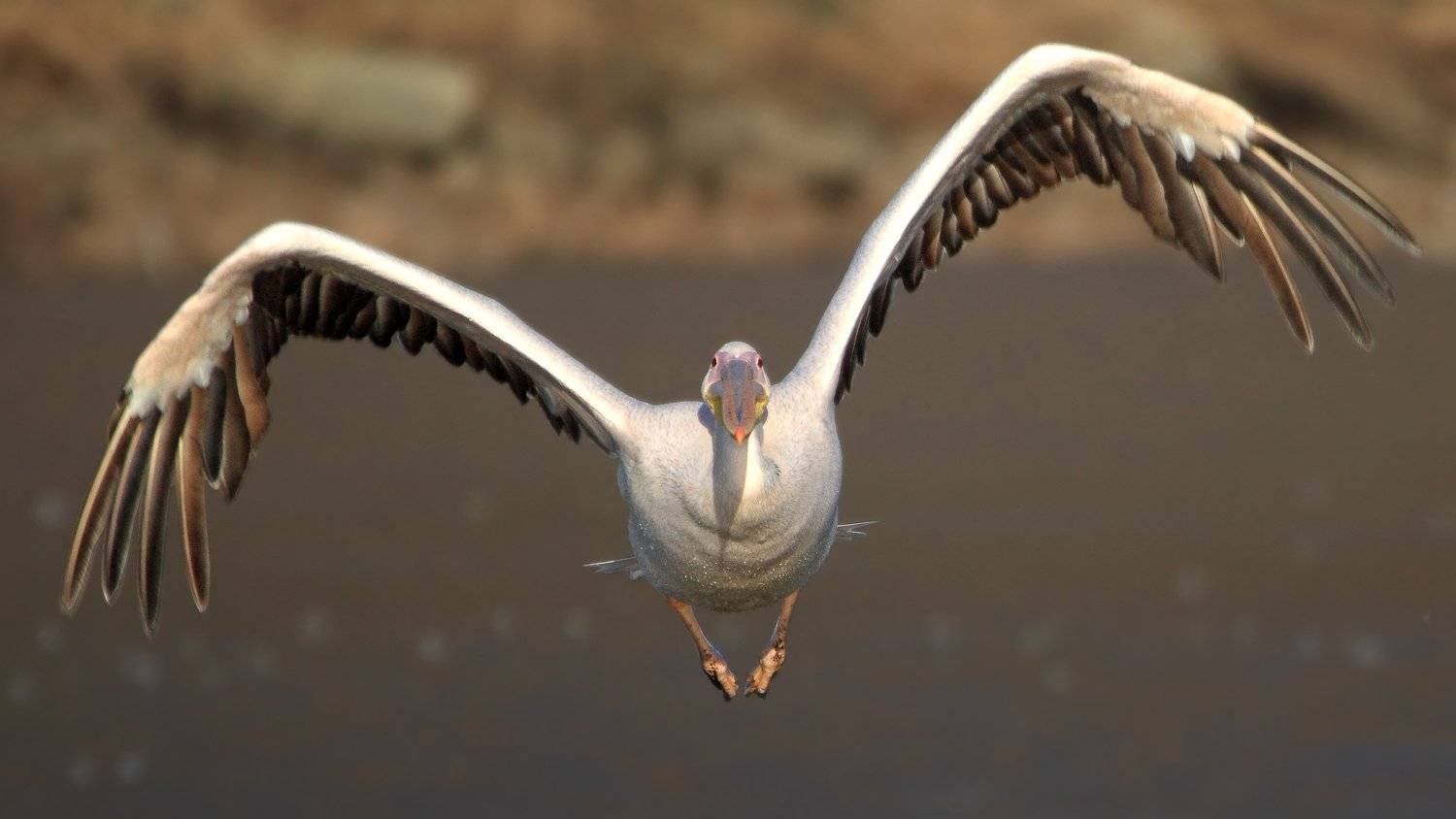 animals,birds,pelican, 7d, 600mm, животные, птицы, пеликан, Yuri Gomelsky
