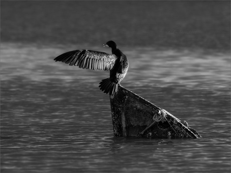 баклан, лодка, вода, закат, фауна Проход запрещёнphoto preview