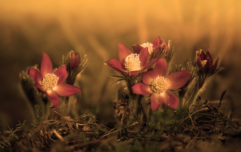 весна, цветы, сон-, трава Аленький цветочек фото превью
