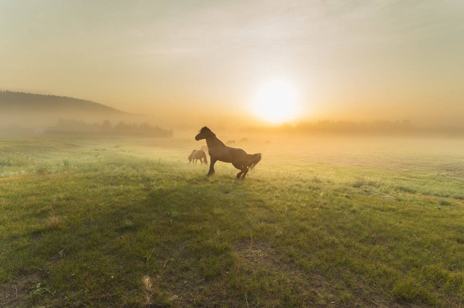 Вожак табуна.. Автор: Денис Лубсанов лошади, табун, рассвет, конь, вожак табуна, восход, утро, утренний свет, бурятия, пейзажи бурятии, landscape, landscape photography, horse, horses, sunrise, dawn, morning, morning light, siberia, russian nature, nature photography, naturelover, Денис Лубсанов