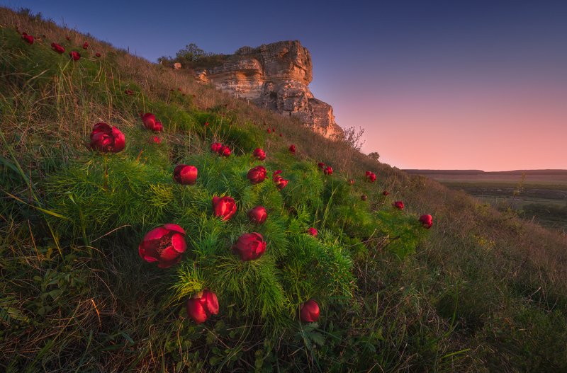 крым, природа, пионы, горы, крымские горы, путешествия, путешествие в крым, весна в крыму, весенний крым, крым весной, цветы, фототур по крыму, фототур в крым, туры в крым, туризм, май, майские праздники Время пионовphoto preview