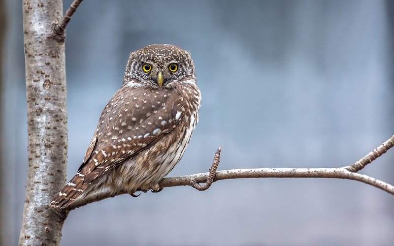 воробьиный сыч, сова, хищная птица, птица, дикая птица, орнитология, дикая природа, фотоохота, Воробьиный сыч.photo preview