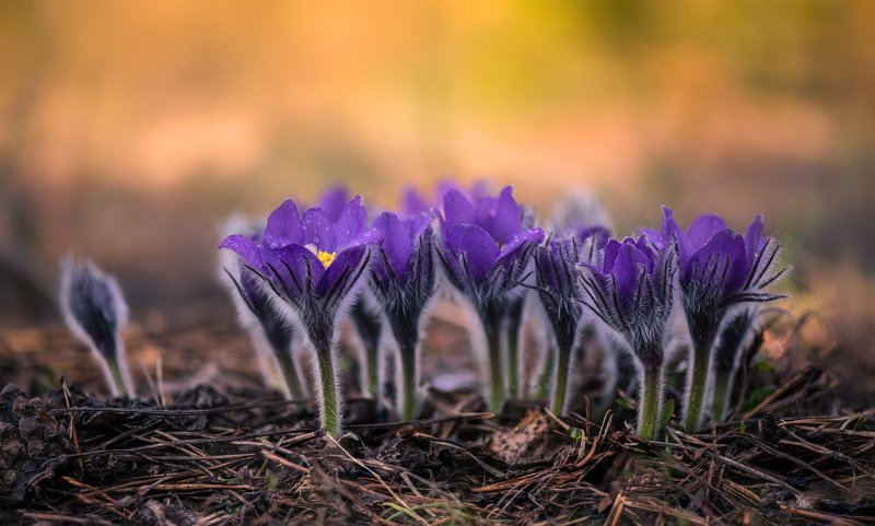 весна, цветы, сон-, трава Весенний хоровод фото превью