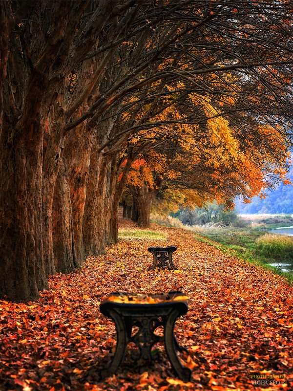 trees bench leaf autumn morning colors Korea foliage  Emptyphoto preview