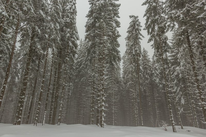 landscape winter mountains snow fog photography photo canvas wallpaper nature trees frame view  Winter in the Vladeasa Mountains. photo preview