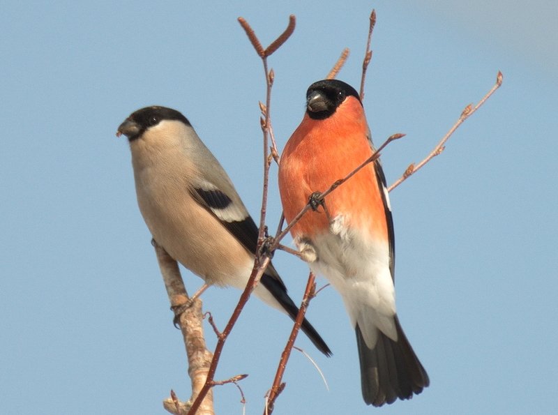 Пара снегирейphoto preview