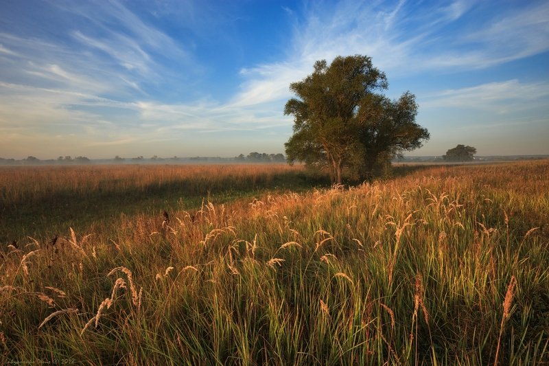 2018, россия, калужская область, август, лето, поле, деревья, трава, утро, пейзаж, облака ***photo preview