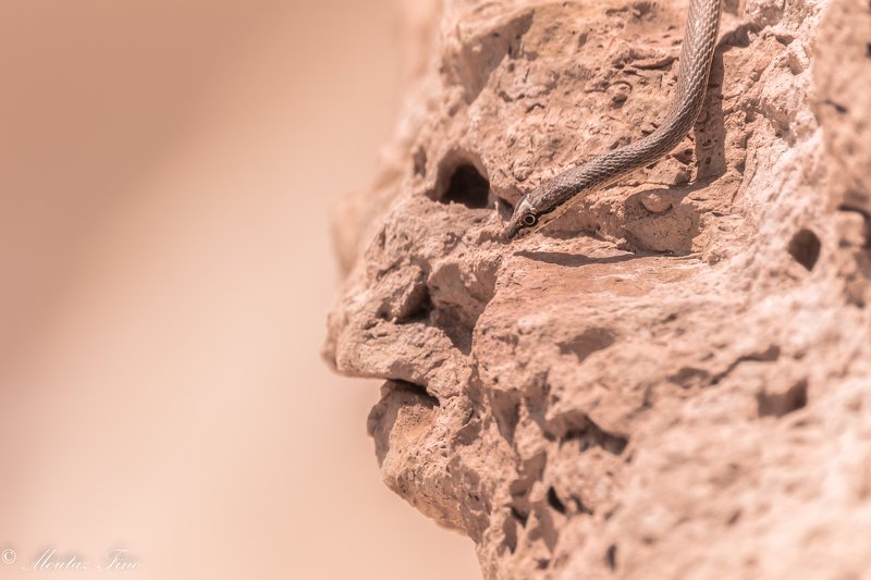 #birding #wildlifephotography #wildlife #Flamingo #wildlifeadventure #bohemianstyle #gipsysoul #peace Adamphoto preview