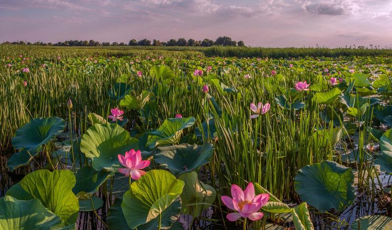 на траве роса седа, как иней, каждый вдох дурманит запахом полыни, лотос, как фламинго, в воду опустился, стаей розовой в раскатах распустился. ЛОТОСНОЕ ПОЛЕphoto preview