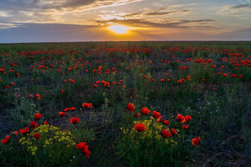 лиманский край, богатая земля, весною степь усыпана цветами, люблю твои бескрайние поля и зори нежные в реке над камышами. МАКОВОЕ ПОЛЕphoto preview